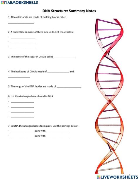 Dna Structure Worksheet Answer Zip Worksheet