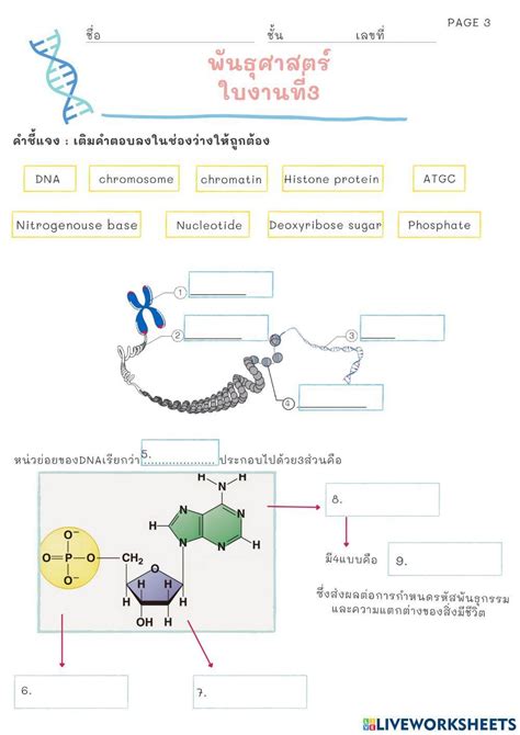 Dna interactive worksheet