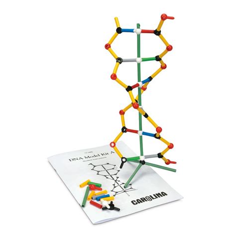 Dna model kit teacher guide answer. - The young person guide to the internet.