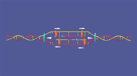 Dna replication 3d.  3D Model Demonstrating the bidirectional nature of DNA Replication and i...