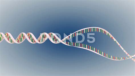 Dna replication animation download.  Download and use 25,579+ Dna replication animati...