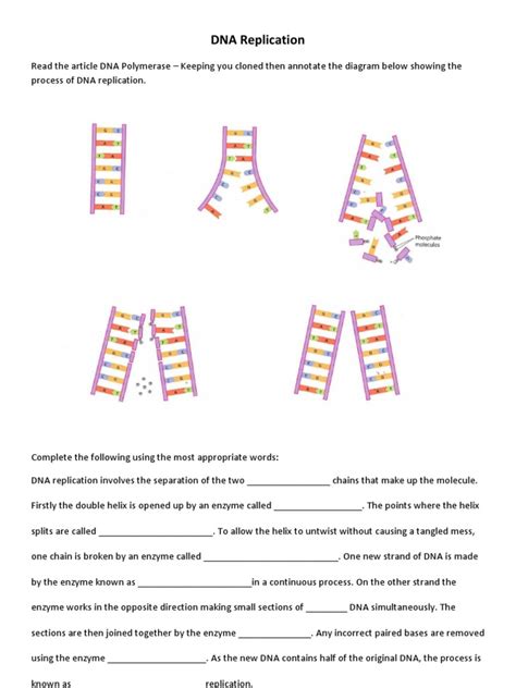 Dna replication worksheet pdf.  Understanding the Basics of DNA Structure an...
