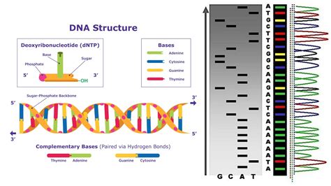 Dna sequencing function.  DNA sequencing: Decoding the genetic blueprint DNA ...