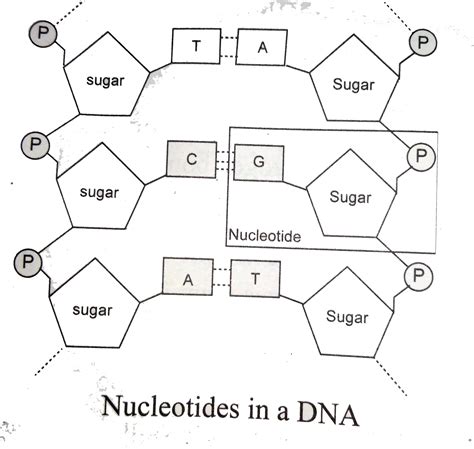 Dna structure diagram labeled. .  <a href=https://ratiodem.ru/dpics1u1a/cooperat...