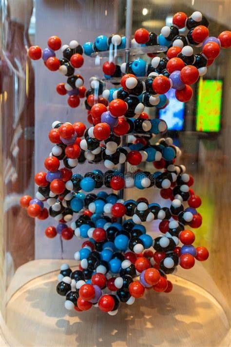 Dna structure model.  Perfect for display or as an unique graduation o...