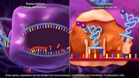 Dna translation animation.  Transcription of DNA begins with a bundle of ...