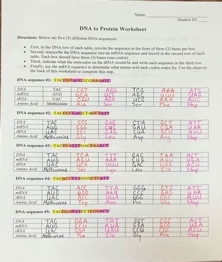 Dna worksheet student answer key.  There are a pair of Any Color options to...