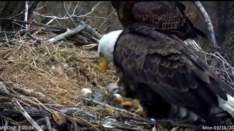 Dnr eagle cam. Things To Know About Dnr eagle cam. 