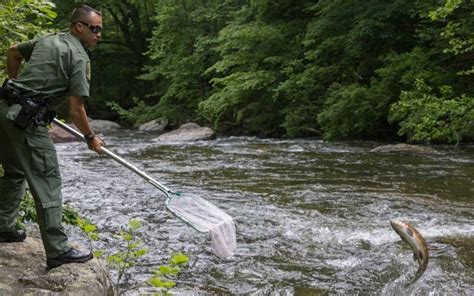 Dnr trout stocking west virginia. Don’t forget your fishing license and trout stamp! All trout anglers 15 and older need a West Virginia fishing license and trout stamp. Buy them today at WVfish.com. Fall trout stockings return to nearly 40 … 