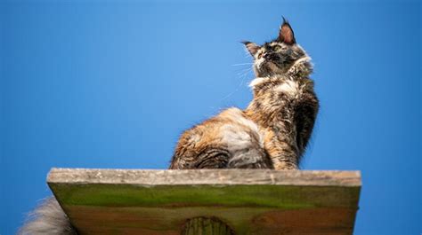 Do All Cats Like to Climb? And What Causes This Instinct