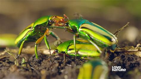 Do Any Insects Mate For Life? The 19 Top Answers