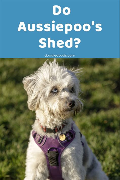 Do Aussiedoodles Shed? How Much, Causes, Prevention, and How …