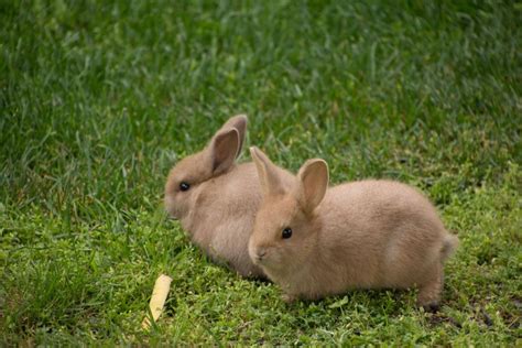 Do Baby Rabbits Eat Carrots? – Mercury Pets