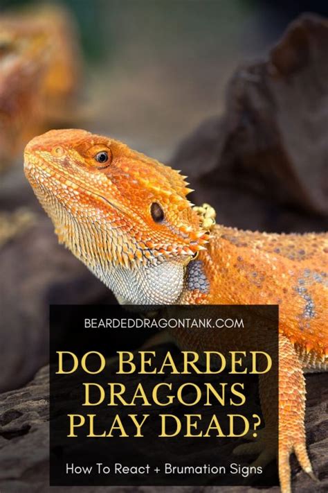 Do Bearded Dragons Play Dead? How To React