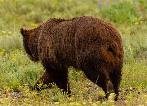 Do Bears Have Tails & How Long Are They?