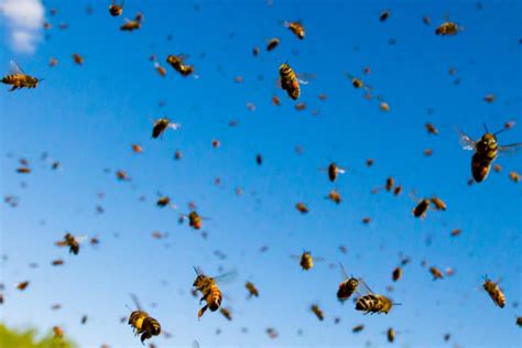 Do Bees Migrate? – WhatBugIsThat