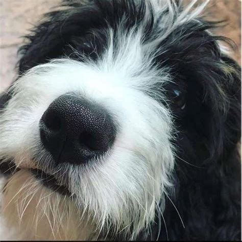 Do Bernedoodles Lose Their Puppy Coat