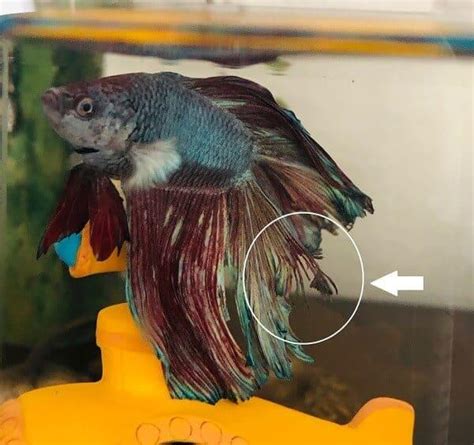 Do Betta Fish Shed Their Skin? - BettaWise