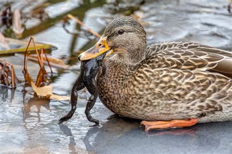 Do Birds Eat Frogs? (All You Need to Know)