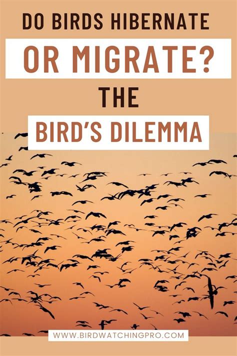 Do Birds Hibernate or Migrate? The Bird’s Dilemma