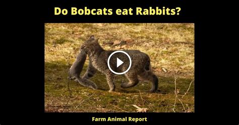 Do Bobcats Eat Rabbits? - Farm Animal Report