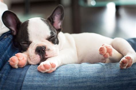 Do Bulldog Puppies Sleep A Lot