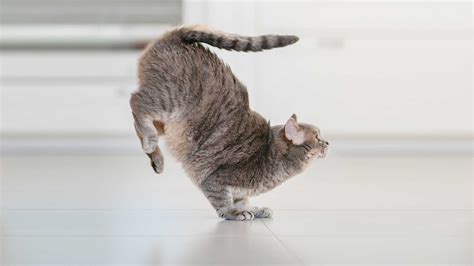 Do Cats Always Land on Their Feet? [Facts To Know] - PetMaintain