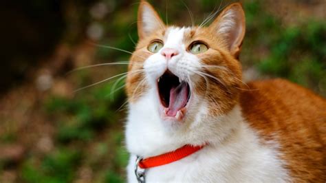 Do Cats Burp? - Purrfect Love