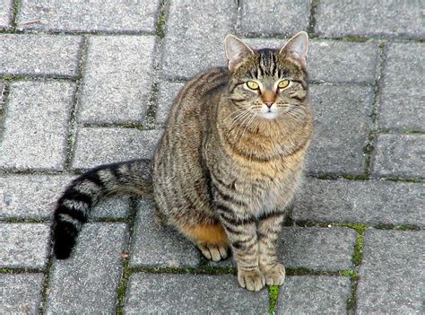 Do Cats Disappear? 13 Facts On Why, When, How Long