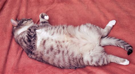 Do Cats Have Belly Button? - Keeping Pet