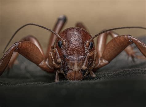 Do Crickets Bite? - My Pest Pros