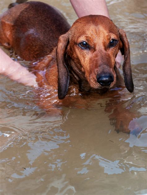 Do Dachshunds Like To Swim? All About Dachshunds