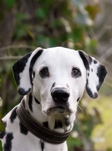 Do Dalmatians Shed? - Dalmatian Shedding Guide! - Officially Pets