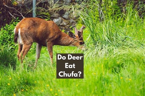 Do Deer Eat Chufa? (Everything You Need To Know) - The Fun …