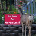 Do Deer Eat Geraniums? - The Fun Outdoors