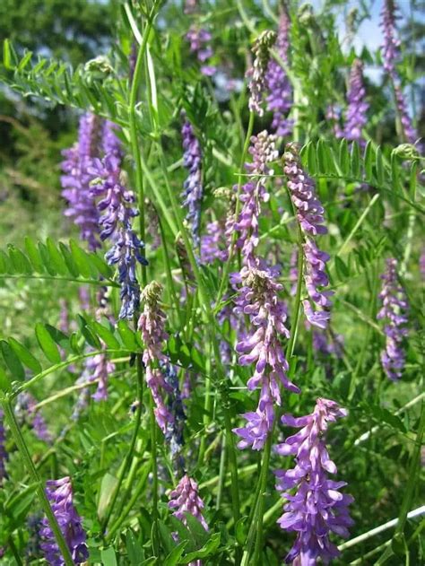 Do Deer Eat Hairy Vetch? • Support Wild