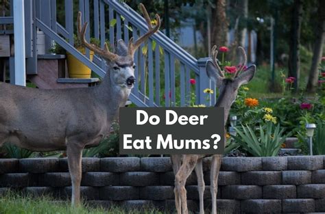 Do Deer Eat Mums? Why? - Old to New Homes