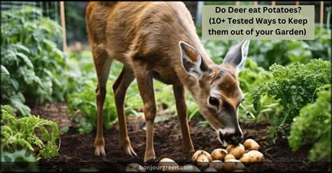 Do Deer Eat Potatoes - Nature