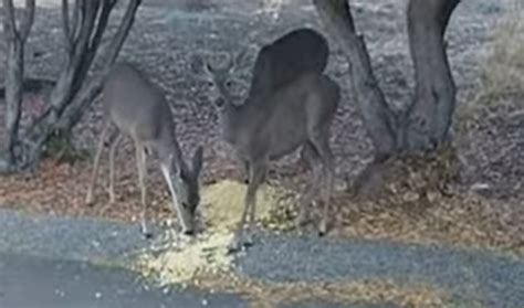 Do Deer Like Popcorn? - What The Popcorn