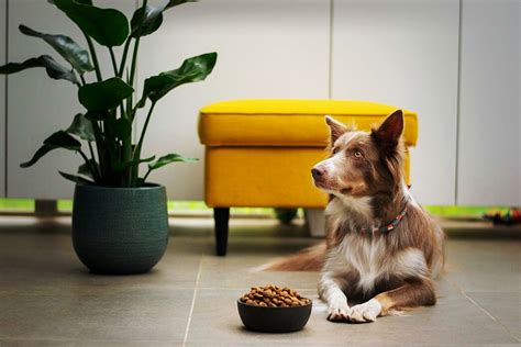 Do Dogs Get Tired of Eating the Same Food Every Day?