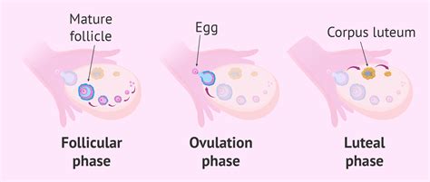 Do Dogs Ovulate Multiple Eggs