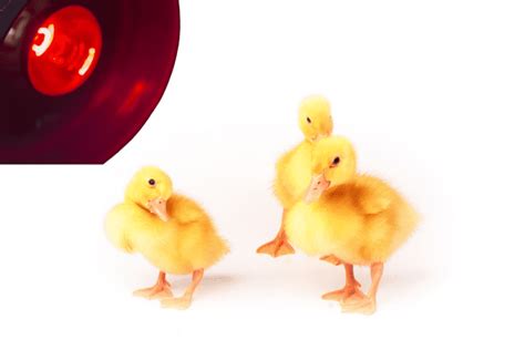 Do Ducks Need a Heat Lamp? - farmpertise.com