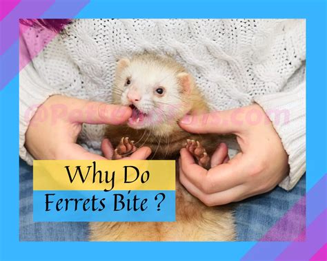 Do Ferrets Bite? Why? How To Stop A Ferret From Biting