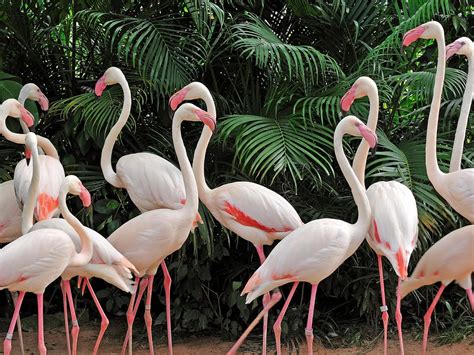 Do Flamingos Live In Groups? What Is A Group Of Flamingos Called?