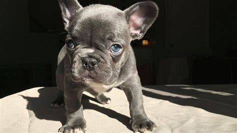 Do French Bulldogs Eyes Change Color? - As They …