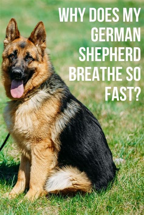 Do German Shepherd Puppies Breathe Fast When Sleeping