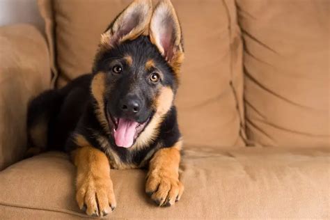 Do German Shepherd Puppies Ears Go Up And Down