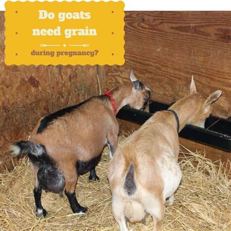 Do Goats Need Grain During Pregnancy?