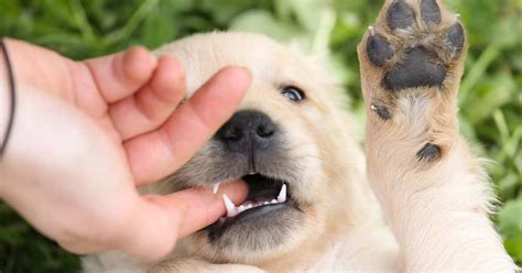 Do Golden Retrievers Bite As Puppies