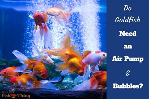 Do Goldfish Need an Air Pump? 5 Signs You Should …